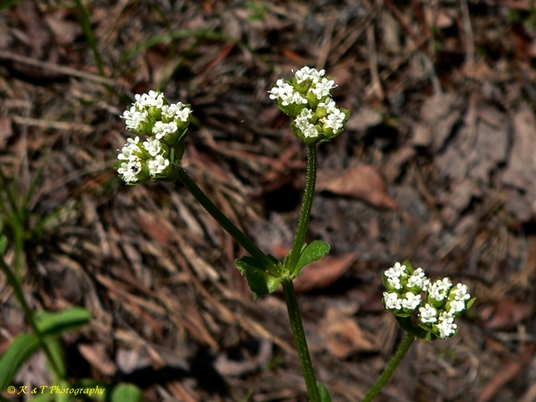 {Valerianella radiata}